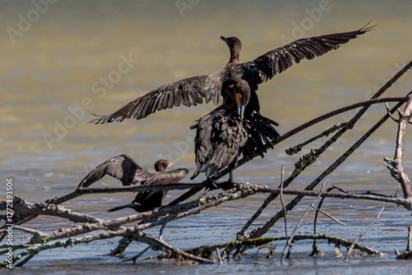 Obraz Neotropical Cormorants Resting on Branches Over Water in Natural Wetland Habitat rio lagartos merida yucatan