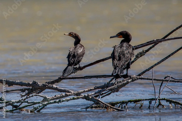 Obraz Neotropical Cormorants Resting on Branches Over Water in Natural Wetland Habitat rio lagartos merida yucatan
