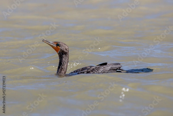 Obraz Neotropical Cormorants Resting on Branches Over Water in Natural Wetland Habitat rio lagartos merida yucatan
