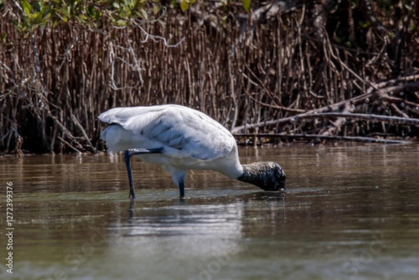 Obraz Wood Stork Wading in Shallow Wetland Waters rio lagarto yucatan