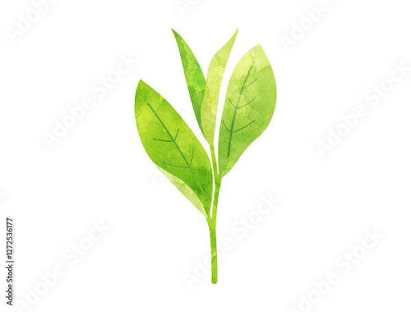 Obraz お茶の新芽をイメージしたイラスト　水彩風加工バージョン