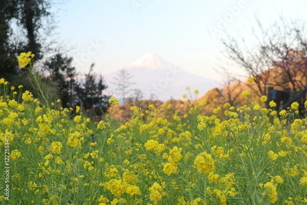 Fototapeta 伊豆半島西海岸、恋人岬の風景。菜の花と富士山。