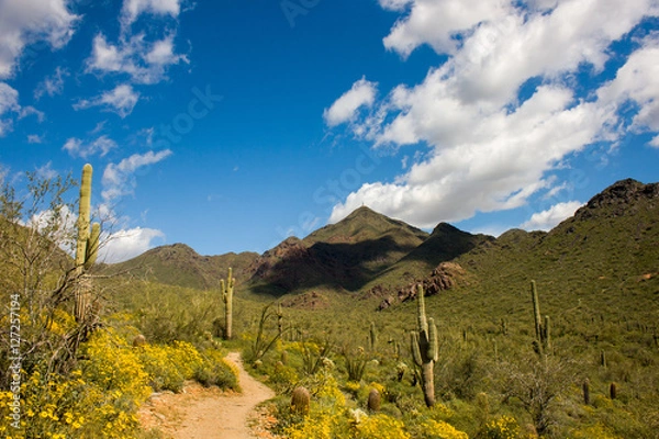 Obraz Arizona Landscape