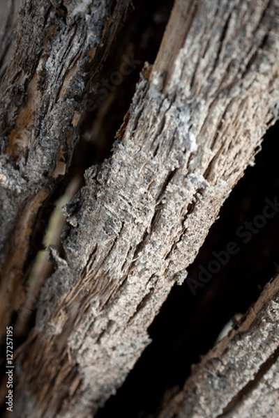 Obraz Saguaro Cactus