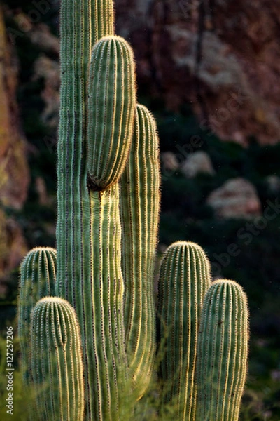 Obraz Saguaro Cactus