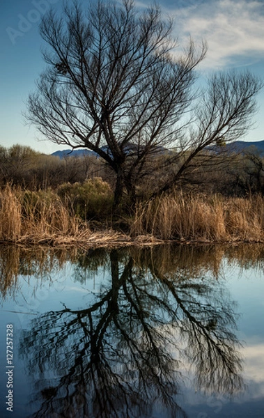 Obraz Tree reflecting in lake