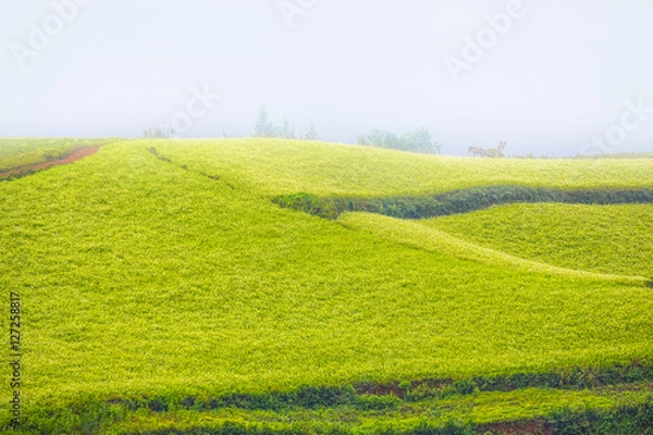 Fototapeta Mustard field in autumn at countryside of Kunming, yunnan province China. With fog, mist, haze and smoke effect at background. 