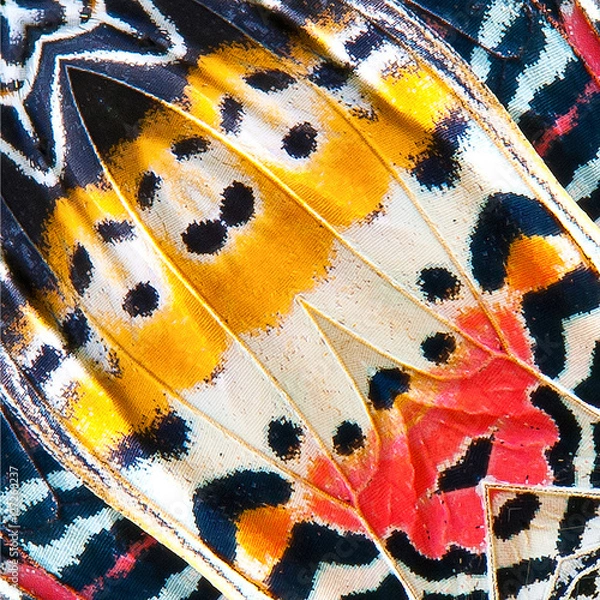Obraz Butterfly