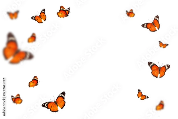 Fototapeta Beautiful monarch butterfly isolated on white background. Set of Big Monarch butterflies, isolated on white background. Tawny Coster (Acraea violae) Acraea terpsicore.