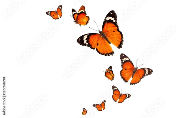 Fototapeta Beautiful monarch butterfly isolated on white background. Set of Big Monarch butterflies, isolated on white background. Tawny Coster (Acraea violae) Acraea terpsicore.