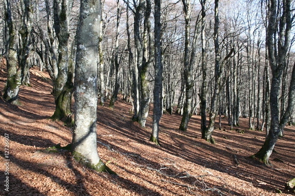 Fototapeta Forêt de hêtres