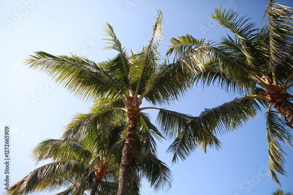 Obraz Hawaiian coconut palm trees background