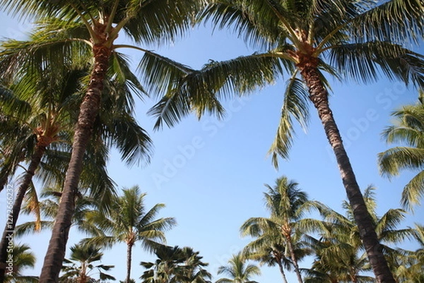 Obraz Hawaiian coconut palm trees background