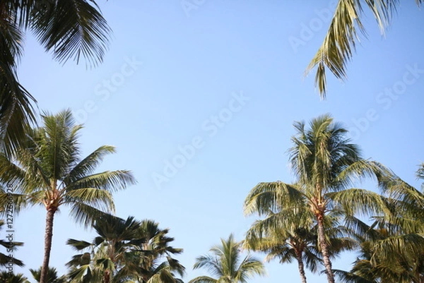 Obraz coconut palm trees and blue sky, room for copy in middle, Hawaii
