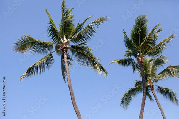 Obraz Hawaiian coconut palm trees background, room for copy