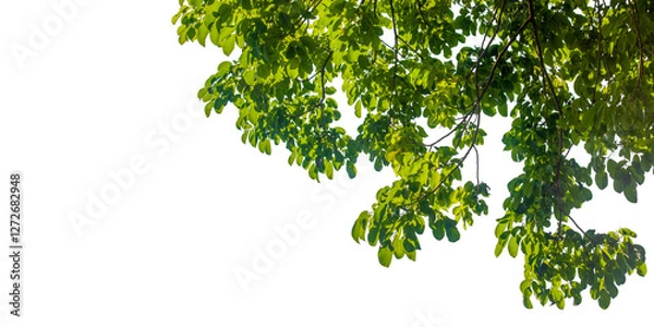 Fototapeta green tree branches isolated on white background