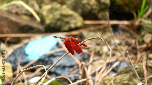 Fototapeta The beautiful Sulawesi red dragonfly is a species of dragonfly in the Libellulidae family. It is widespread in many Asian countries