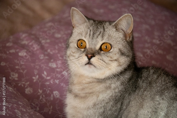 Fototapeta Beautiful gray British cat with amber eyes looks up