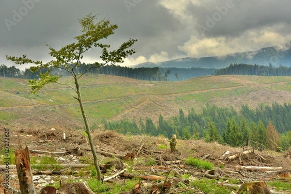 Fototapeta cutting down trees in the forests