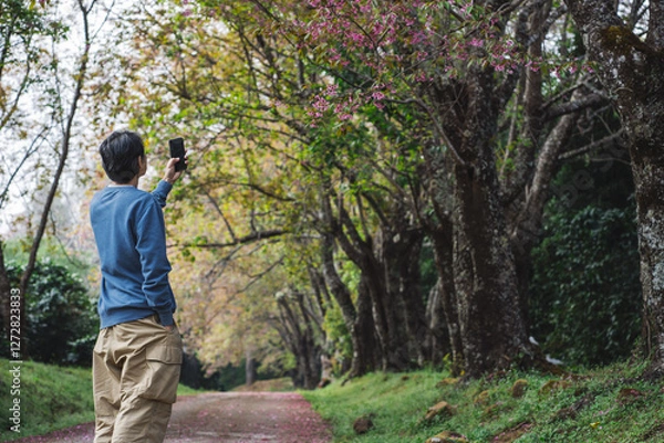 Fototapeta solo traveler in nature concept with asian man take photo bby phone and sightseeing with pink cherry blossom tree in springtime season