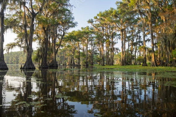 Obraz Classic bayou swamp scene of the American South featuring bald cypress trees reflecting on murky water in Caddo Lake, Texas, USA