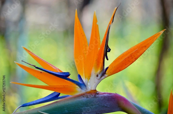 Obraz Strelitzia reginae crane flower