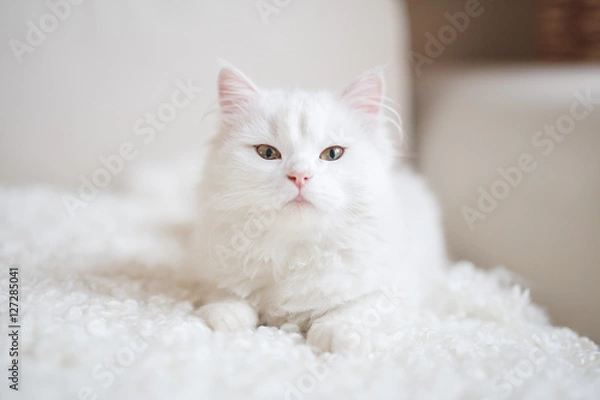 Fototapeta White cat