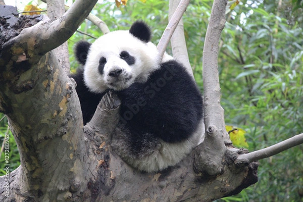 Obraz Baby Panda on the Tree