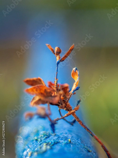 Fototapeta dragonfly on a flower