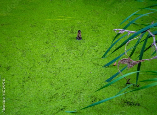 Obraz ants on the grass