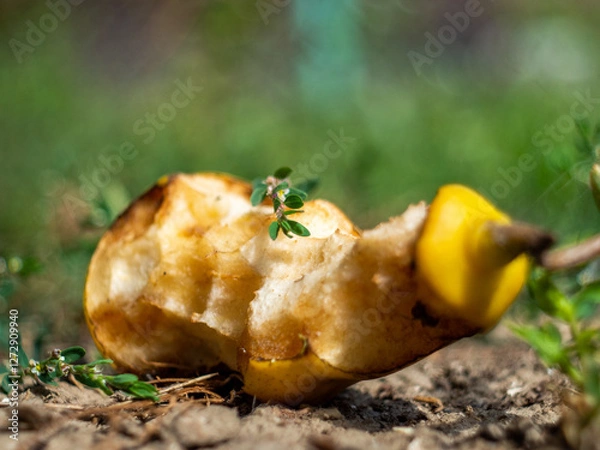 Fototapeta mushroom on the ground