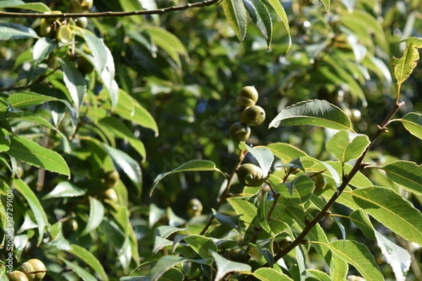 Obraz 白樫の木とどんぐり