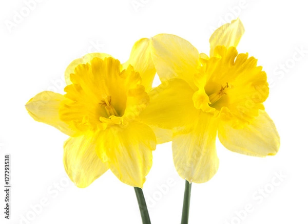 Fototapeta spring beautiful fresh Narcissus flowers