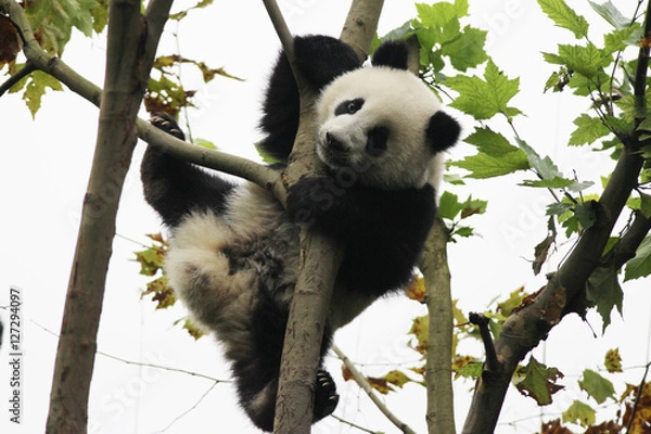 Obraz Acrobatic Panda