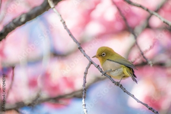 Fototapeta めじろ