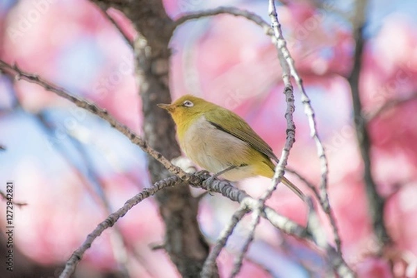 Fototapeta めじろ