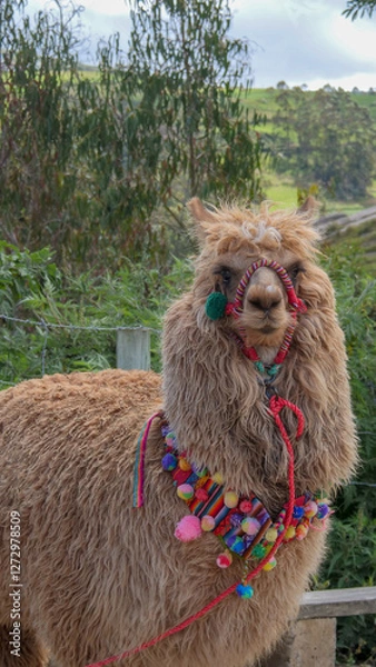 Fototapeta Vertical image of Light brown llama decorated with native colourful woolen balls