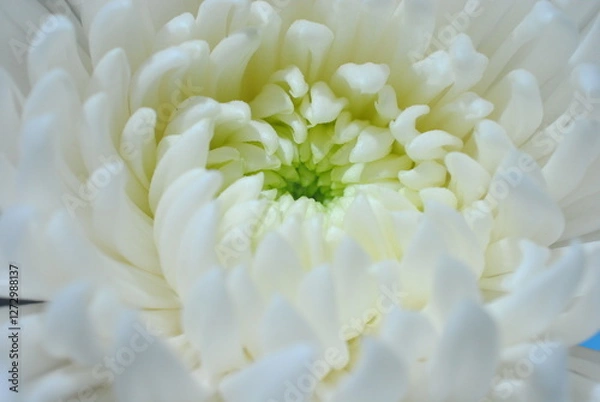 Fototapeta 菊　白菊　静物　クローズアップ