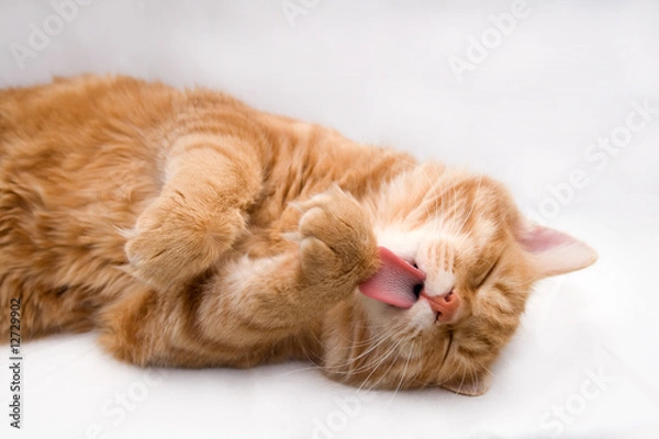 Fototapeta Kurilian bobtail