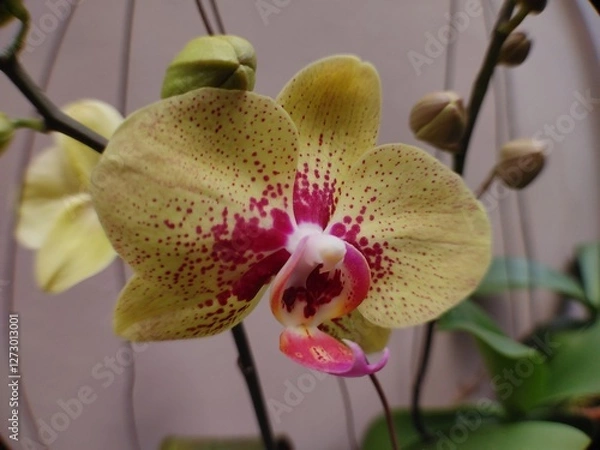 Fototapeta The Charm of Yellow Orchid Flowers Studded with Red, Tropical Orchids with Elegant Patterns,