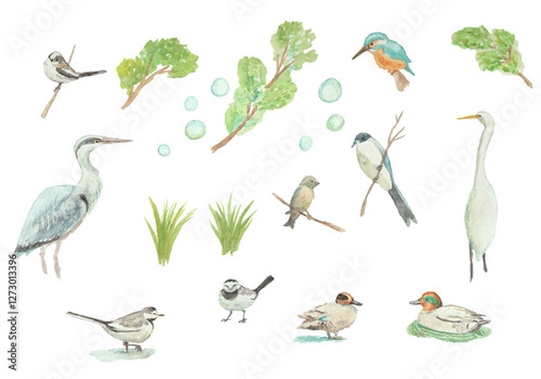 Obraz 水彩絵の具で描いた野鳥セット