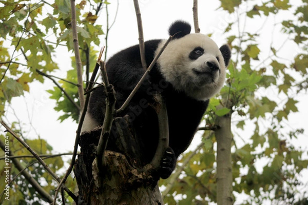 Obraz Baby Panda on the Tree