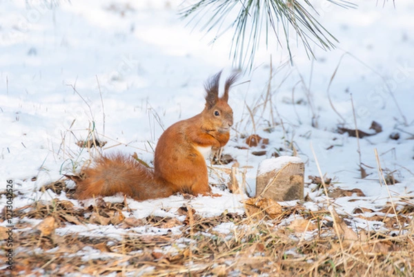 Obraz A small squirrel is bright against the background of a snowy cold winter and a snowy landscape, Cute and emotional wildlife scene in nature.