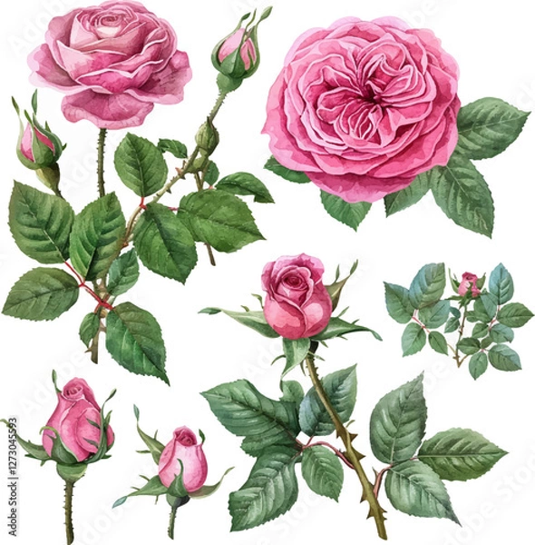 Fototapeta set of english rose flower watercolor