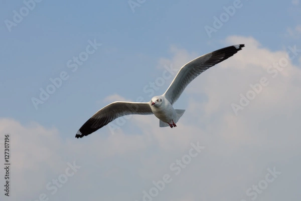 Obraz Flying seagull 