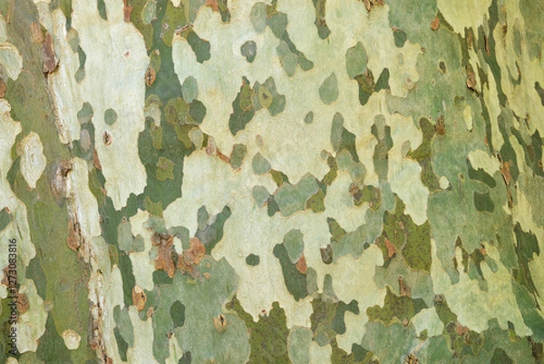 Fototapeta Close-up of the camouflage-like bark of the plane tree in Southern France. Tree bark texture background.	