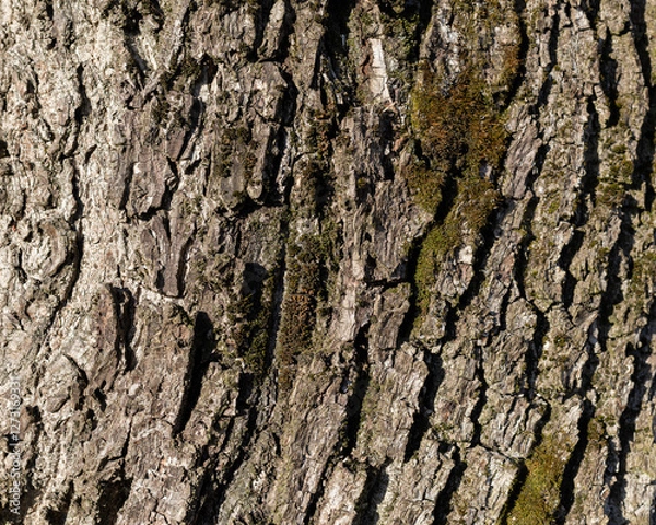 Fototapeta The texture of the bark of a walnut tree, close-up. Tree trunk background, textured image. A healthy stem. Lumber, forestry.