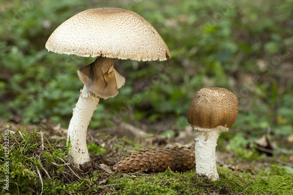 Obraz Agaricus augustus