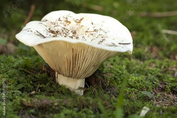 Obraz Wolumina Lactarius