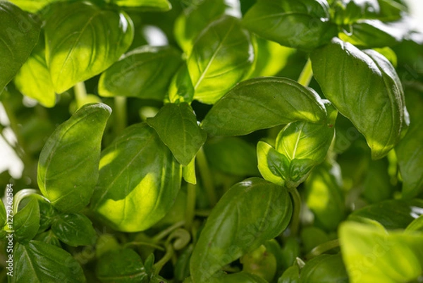 Fototapeta Basilikum